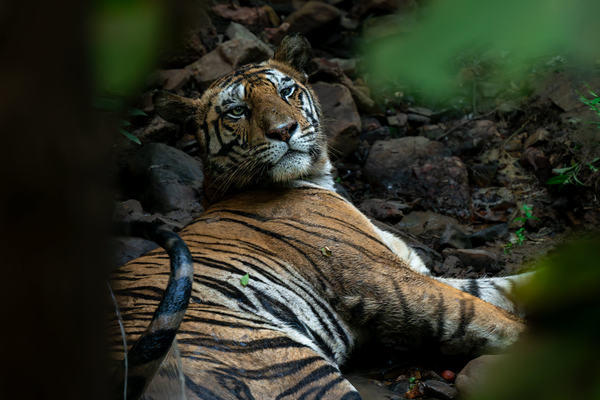 Panna, Madhya Pradesh, India